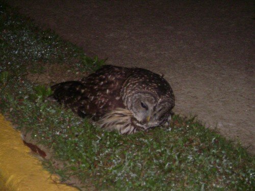 injured barn owl