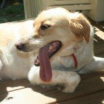 Pup Found in Oakhurst