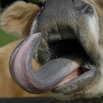 Morning Metro: Missing Tongue, Eddie’s In Place, and Underpopulation