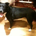 Dog Found Near Trackside Tavern