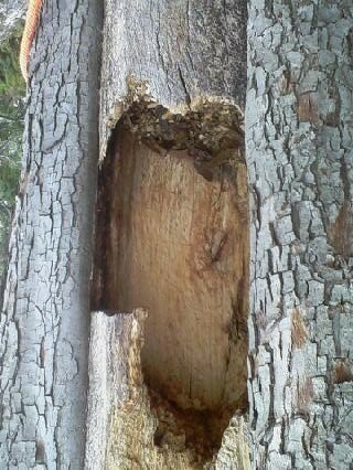 tree hole