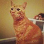 Lost Cat on Northern Avenue