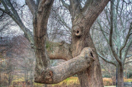 ents