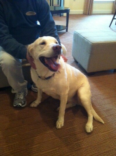 yellow lab