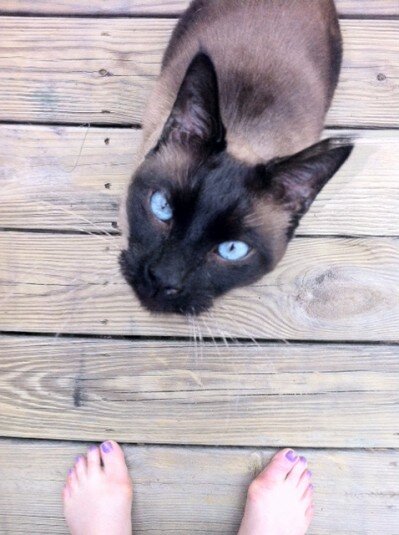 siamese