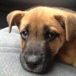 Stray Dog Found in Midway Woods