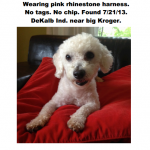 Small White Dog on Found DeKalb Industrial, Another Pup Still Lost