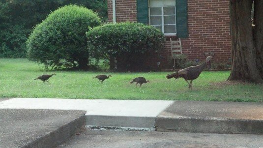 turkeys