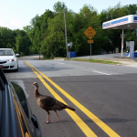 UPDATED: Wild Turkey Taking Tour of Decatur