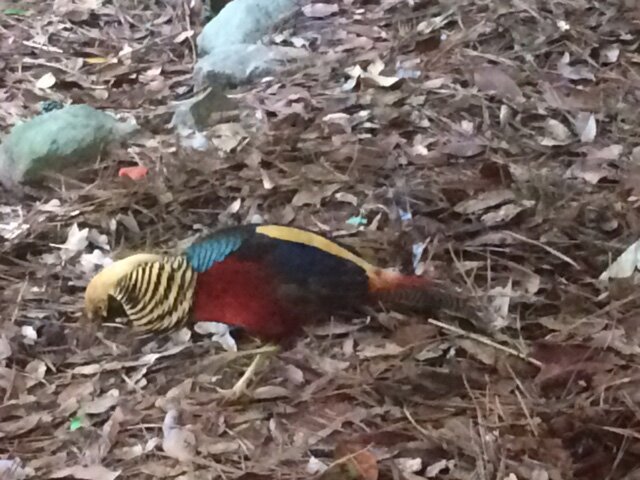 golden pheasant