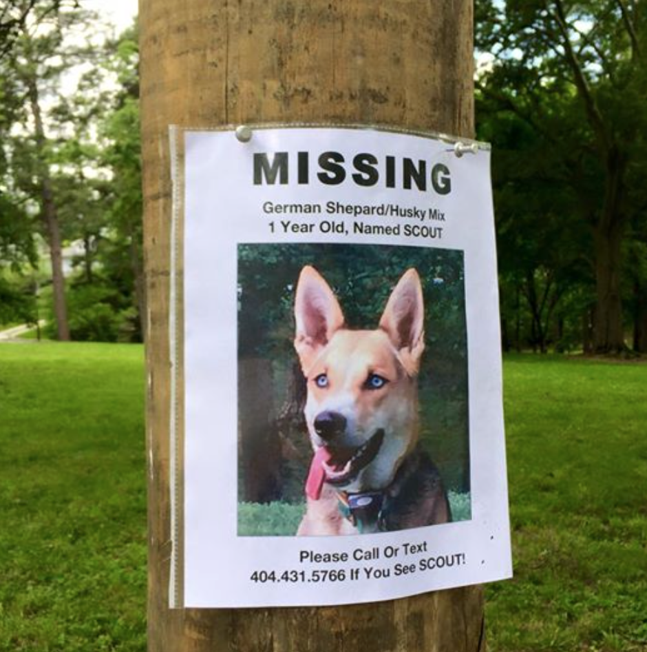 Ansley Park missing Dog