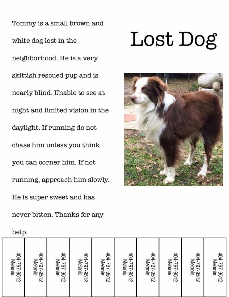 lost brown white dog