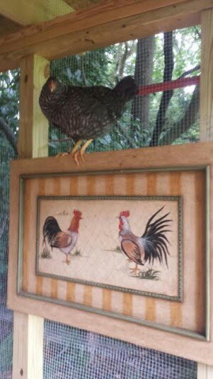 missing chicken