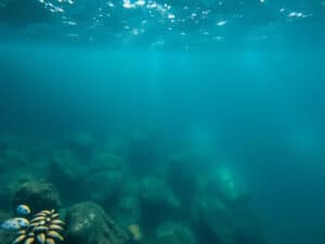 PFAS, chacals, océans... Cinq raisons de se réjouir de 2025