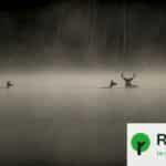 « Le Chant des forêts » de Vincent Munier a dépassé le million d’entrées au cinéma