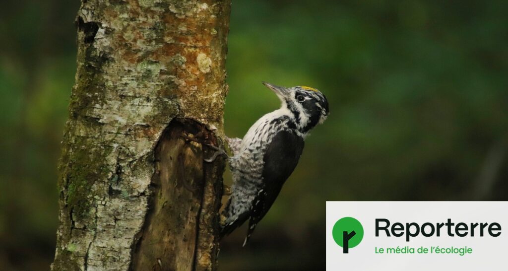 Inondations, pertes et maladies agricoles : « Les conséquences de l’effondrement de la biodiversité sont déjà très concrètes »