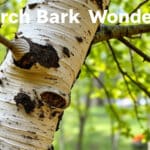 Colle, papier, habits… Les mille usages de l’écorce de bouleau