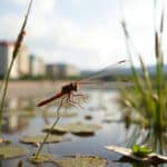 Reportage —
        
      
      Nature
    
        
          
          
          Créer des mares en pleine ville : une jolie manière de lutter contre les moustiques
        
        Et si on comptait sur la voracité des libellules contre les larves des moustiques ? Une commune de la côte basque a accepté la proposition d’une association : créer des mares, refuges de biodiversité et petits bouts de nature en ville. 

 Bidard (…)
        
          25 avril 2026
        
      

      
  
    
© Isabelle Miquelestorena / Reporterre