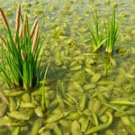 Reportage —
Alternatives
Cette association replante les prairies sous-marines de l’étang de Berre
Pour rendre ses herbiers à l’étang de Berre, une association y sème des graines de zostères marines. Indispensables à cet écosystème, ces plantes avaient presque disparu à cause des rejets d’eau douce de la centrale EDF de Saint-Chamas. (…)
26 mai 2026
© Estelle Pereira / Reporterre