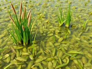 Reportage —
        
      
      Alternatives
    
        
          
          
          Cette association replante les prairies sous-marines de l’étang de Berre
        
        Pour rendre ses herbiers à l’étang de Berre, une association y sème des graines de zostères marines. Indispensables à cet écosystème, ces plantes avaient presque disparu à cause des rejets d’eau douce de la centrale EDF de Saint-Chamas. (…)
        
          26 mai 2026
        
      

      
  
    
© Estelle Pereira / Reporterre