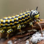 Urticante et allergisante, la chenille processionnaire s’installe dans le nord de la France