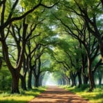 Dans cette fournaise, nous ne pouvons pas vivre sans les arbres