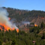 Reportage —
        
      
      Incendies
    
        
          
          
          La forêt et ses animaux « sacrifiés » : après l’incendie, la Drôme pleure son patrimoine naturel
        
        L’incendie qui a ravagé 4 400 ha de forêt dans la Drôme a mis près d’un mois à être fixé. Faute de moyens, les pompiers ont priorisé les personnes et les biens et laissé brûler la forêt, avec des dommages encore inconnus sur les espèces locales. (…)
        
          21 juillet 2026
        
      

      
  
    
© Magali Stora / Reporterre