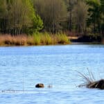 Reportage —
Forêts
Transformer une ancienne décharge en lagune : un pari réussi dans les Landes
Dans la forêt des Landes, les lagunes sont de précieux lieux de biodiversité, menacés par les sécheresses. Un programme vise à les restaurer, comme cette ancienne décharge rendue à la faune et à la flore.
Onesse-Laharie (Landes), reportage (…)
16 juillet 2026
© Isabelle Miquelestorena / Reporterre