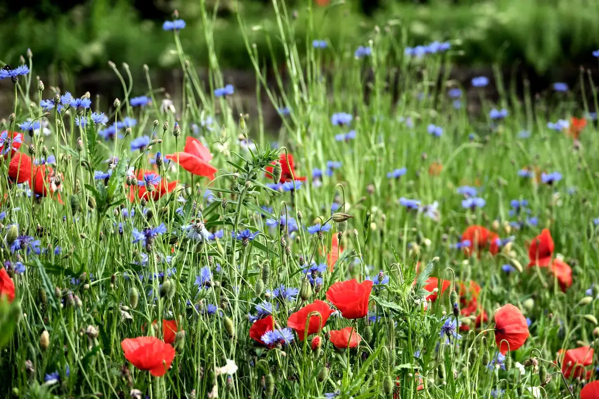 Prairie fleurie avec coquelicots et autres fleurs des moissons colorées