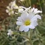 Delicate white five-petaled wildflower growing in a dry field surrounded by other wildflowers