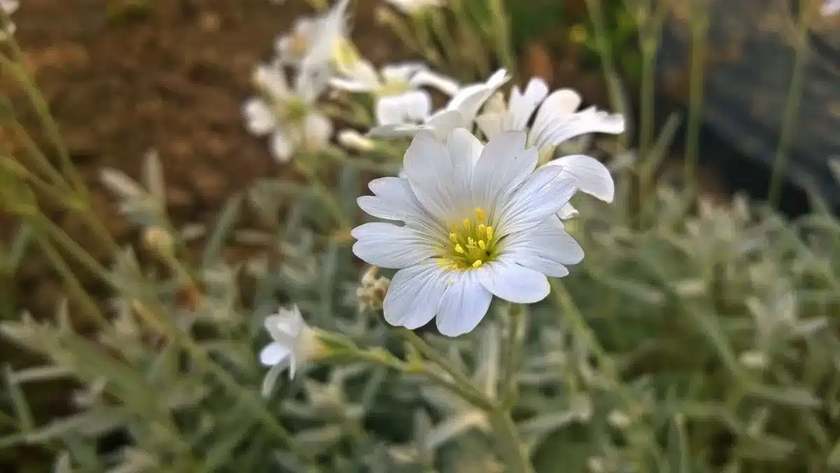 Field Nigella Rediscovered After 150 Years in Sarthe