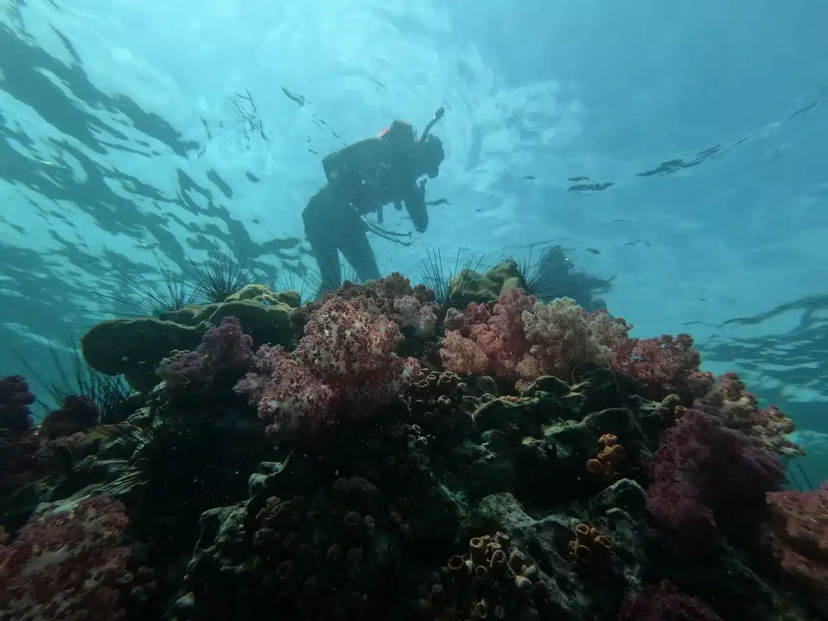 Biologiste en train de faire de la plongée et d'observer la vie marine dans la mer Rouge