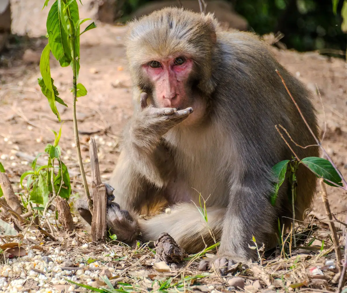Macaque consommant du sol comme pratique de géophagie pour rééquilibrer son microbiote intestinal