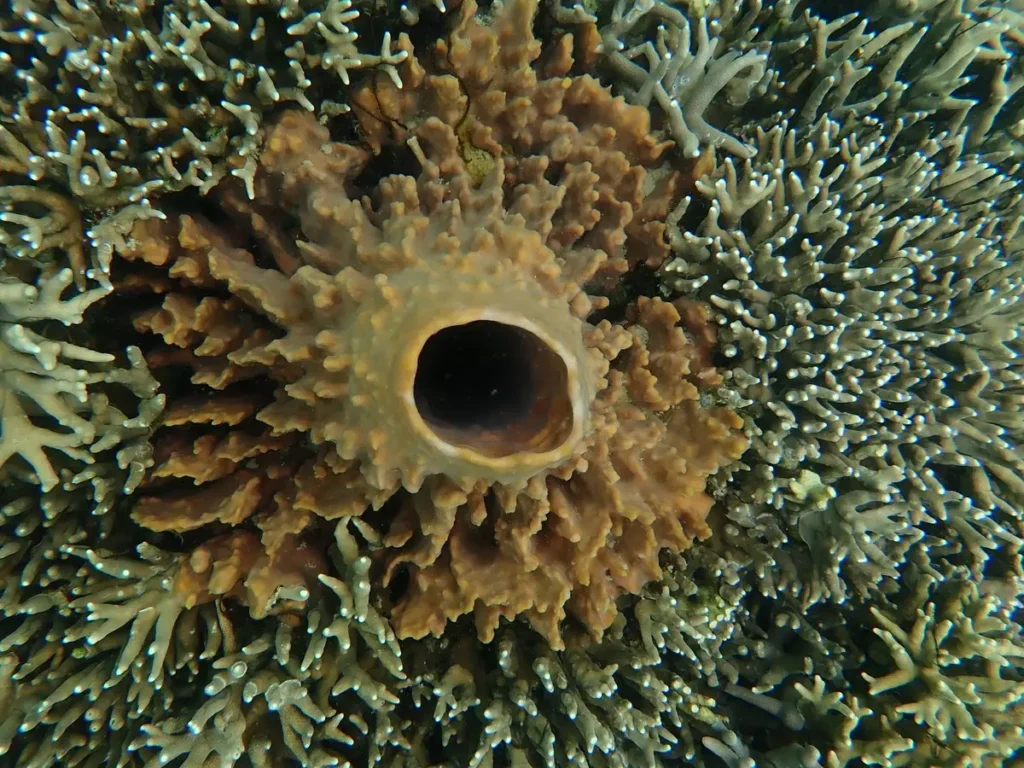 Corail et éponges colorés sous l'eau avec lumière naturelle filtrant à travers