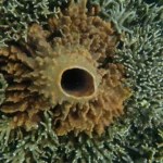 Corail et éponges colorés sous l'eau avec lumière naturelle filtrant à travers