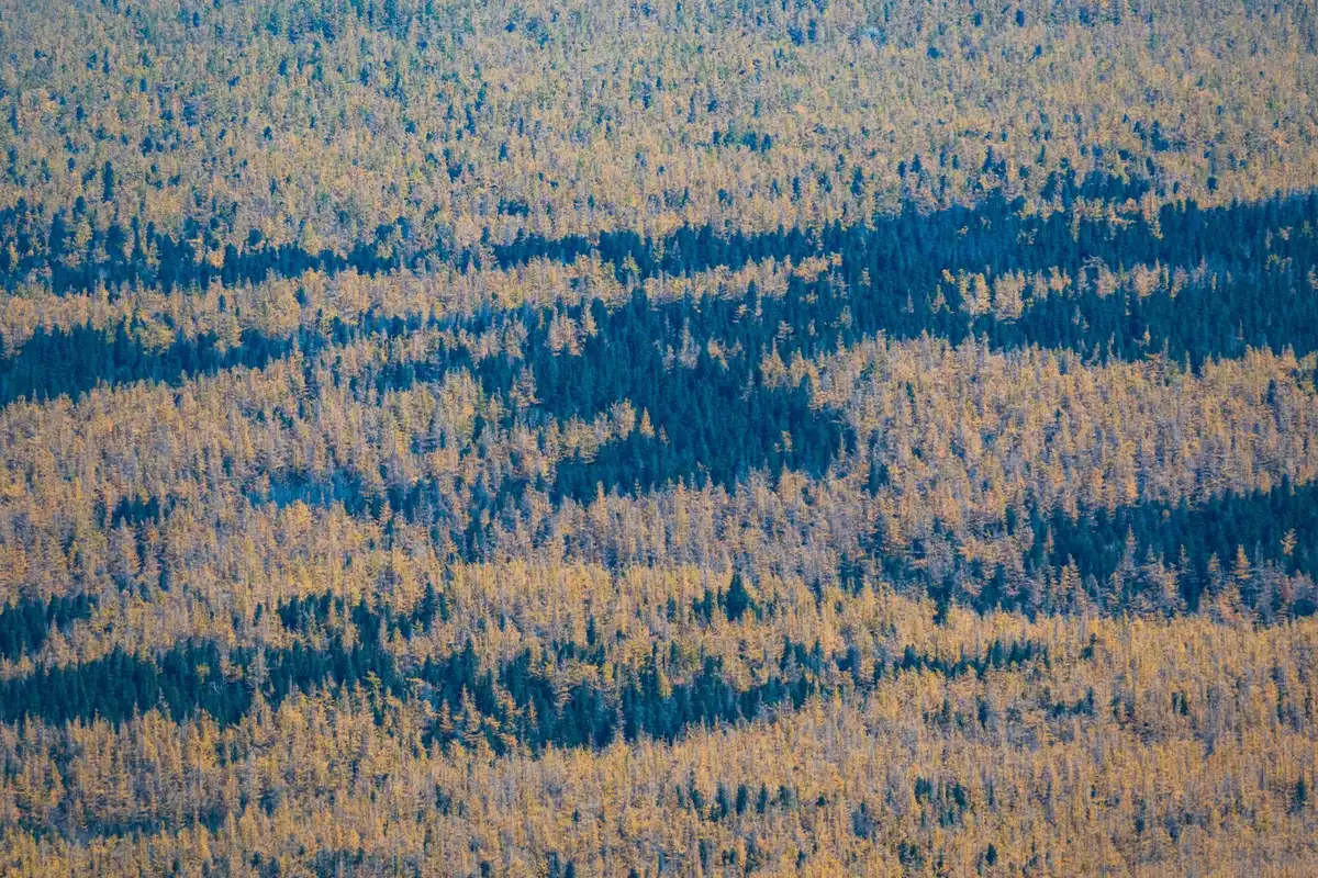 Beneath a forest canopy showing how green blends with bark, soil, and shadow colors in nature