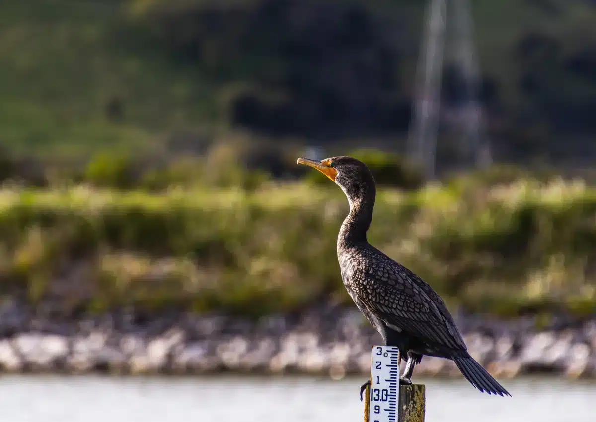 Outils de mesure ornithologique : balance de précision, pied à coulisse et feuilles de suivi pour baguage d'oiseaux