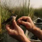How Do Migratory Birds Tackle Drought? Naturalists Explore by Canoe
