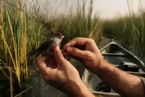 How Do Migratory Birds Tackle Drought? Naturalists Explore by Canoe