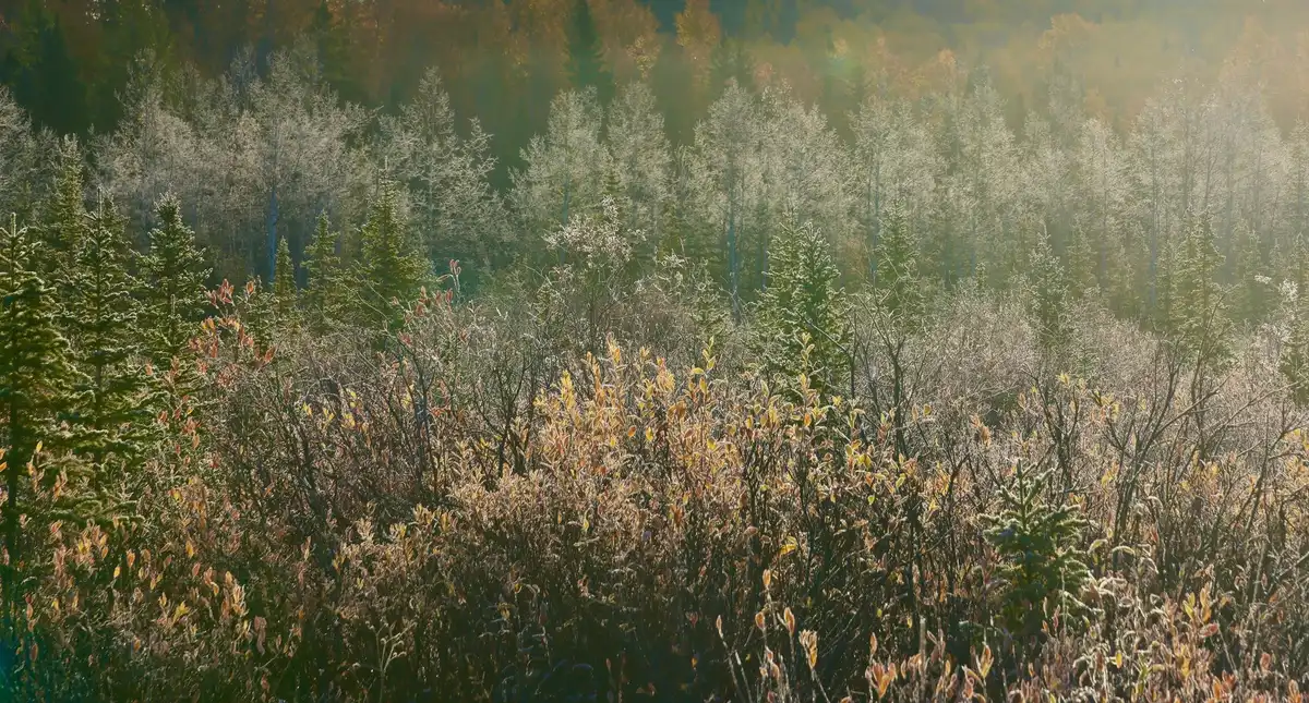 Lisière forestière montrant la transition entre forêt dense et prairie ouverte
