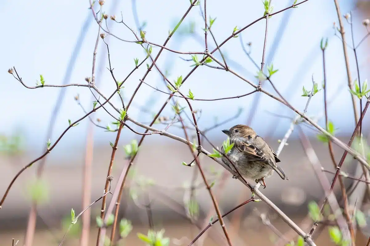 Manifestants pour la protection des oiseaux tenant des pancartes de sensibilisation