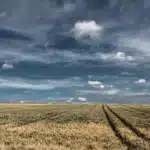 Hedgerow-lined French farmland with a lone tree and distant workers