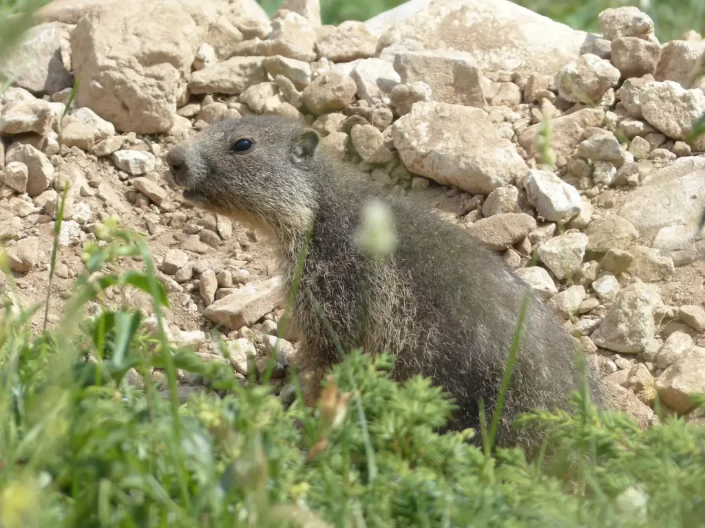 Silhouette d'un canidé dans un paysage alpin près d'un terrier de marmotte et de moutons