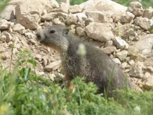 Silhouette d'un canidé dans un paysage alpin près d'un terrier de marmotte et de moutons